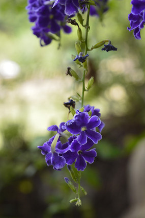 �����¶��