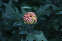 �ջ�����