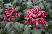 �����ջ�