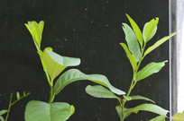 ����Ҷ��