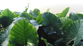 ��Ҷ����ͼƬ