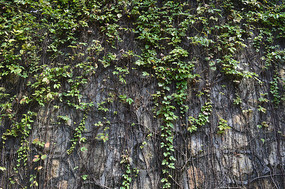 ������ֲ��ǽ