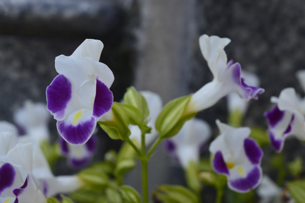 ��������