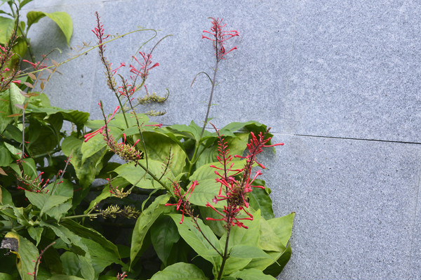 СС�ĺ�ɫ��¥��