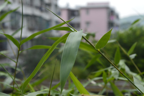 ����Ҷ�;���д