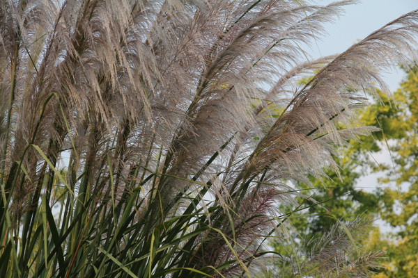 ������԰«έһ��