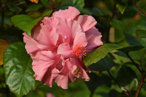 ���ͷ�ɫ�ذ��ɣ