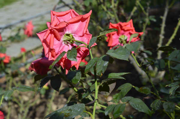 ��ɫ�¼�����