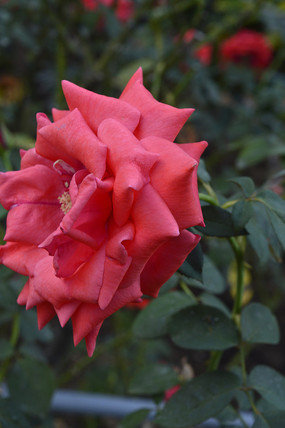 ��ɫ�¼�����Ӱ�ز�ͼ