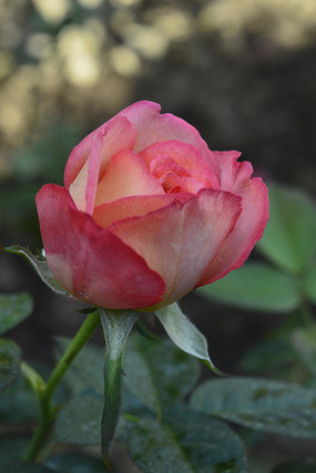 �����չ���¼���