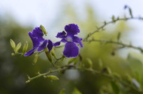 ���̻���