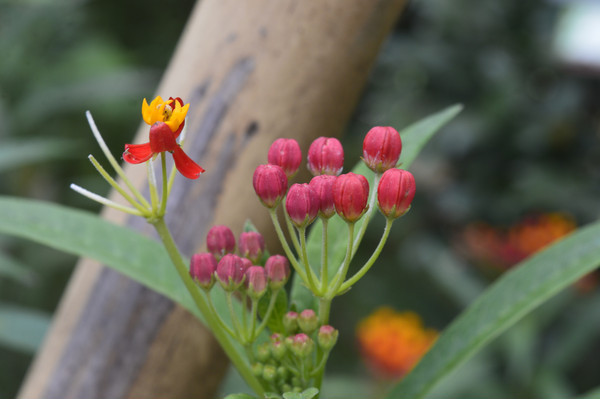 ��������뻨��