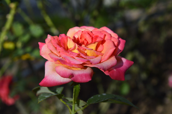 Ǿޱ���¼���