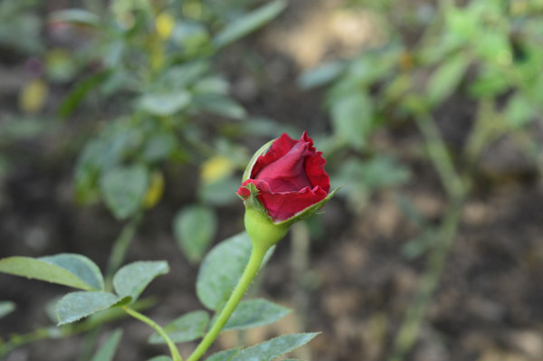 С���¼�������