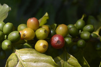 ���� ��ʵ