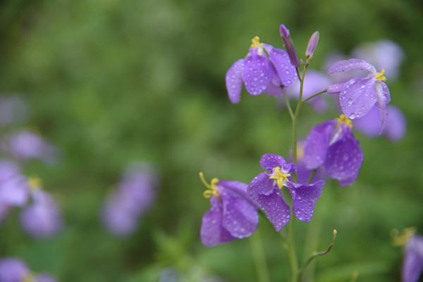 ��¶ˮ����ɫ�仨