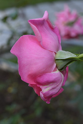 ���ŵ��Һ�ɫ�¼���