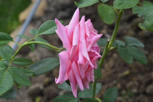 ��ɫ�¼�����д