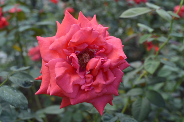 �컨�¼���Ƭ