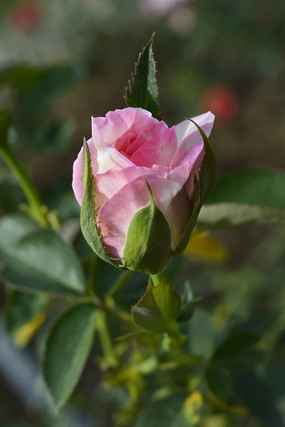 ���з��׵�õ�廨ͼƬ