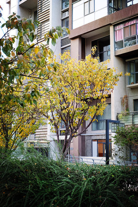 ����¥��ֲ��