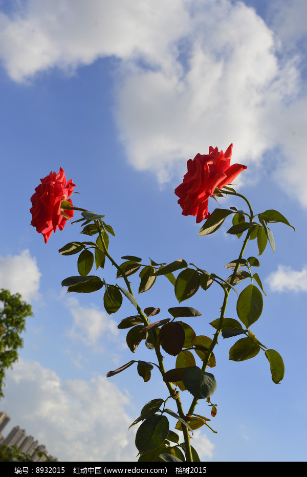 藍天白雲兩朵紅花月季