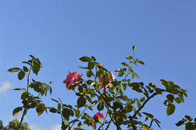 ��������¼���֦