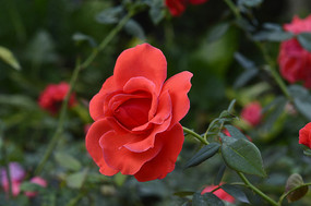 ������Ƶĺ�ɫ�¼���