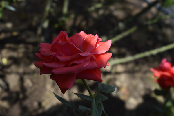 Ǿޱõ��ֲ��