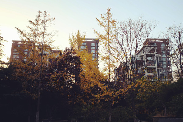 ����ľ�����