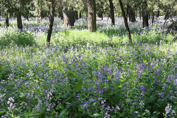 ��̳�����ֵ���ɫ��԰