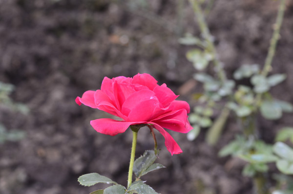 ��ɫŨ���ĺ컨�¼�