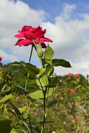 һ��컨�¼���Ҷ�Ӻ�֦��