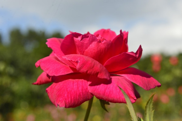 һ�����˵ĺ�ɫ�¼���