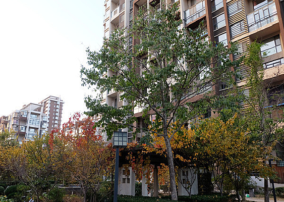 סլ�����Ӽ�ֲ��