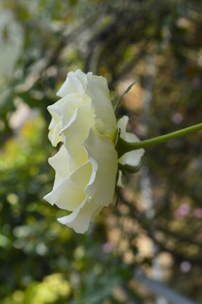 ��ɫ�����¼���