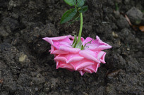 ���ڵ��ϵ��Һ�ɫ�¼���