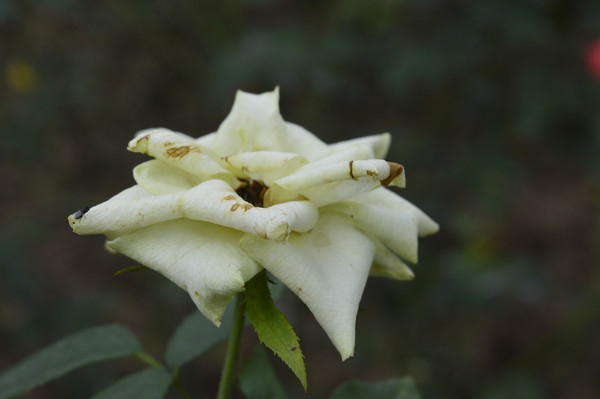 ���Ÿ߹�İ�ɫ�¼���