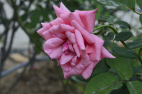 ��㻨��ķۺ�ɫ�¼���