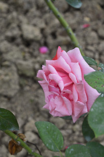 �໨��ķۺ�ɫ�¼���