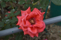 ������̨��԰�컨�¼�