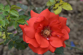 ������̨��԰��ɫ�¼���