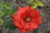 ������̨��԰��ɫ�¼���