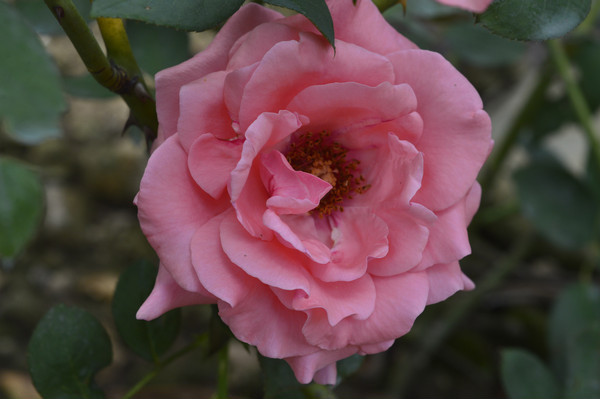 ���ͻ��ܷۺ��¼���