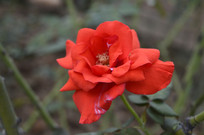 �ŵ��¼���