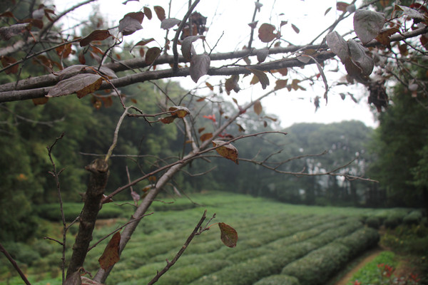 �����������������Ҷ