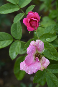 ��õ��ͷۺ��¼���