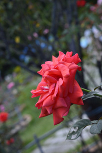 ���귱��ĺ��¼�