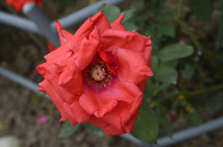 ����ɫ����¼�