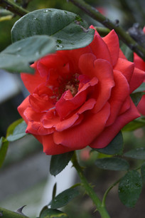 �����ʺ���¼���